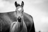 preview bw