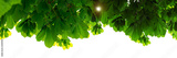 preview original