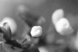 preview bw