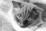 preview bw