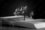 preview bw