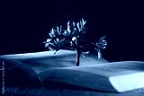 preview cold
