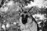 preview bw