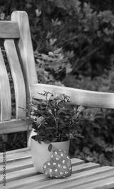 preview bw