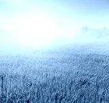 preview cold