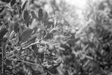 preview bw