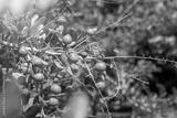 preview bw