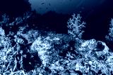preview cold