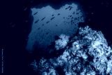 preview cold