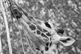 preview bw