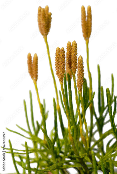 image to crop