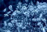 preview cold