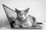 preview bw