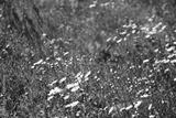 preview bw