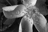 preview bw