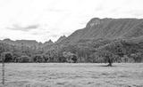 preview bw