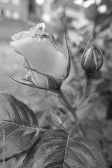 preview bw
