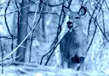 preview cold