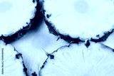 preview cold