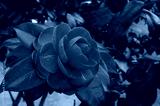 preview cold