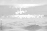 preview bw