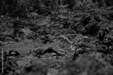 preview bw