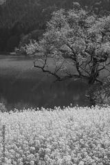 preview bw