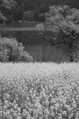 preview bw