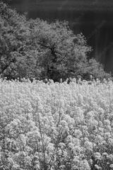 preview bw