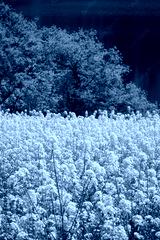 preview cold