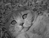 preview bw