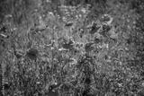 preview bw