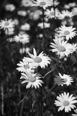 preview bw