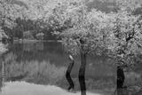 preview bw