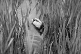 preview bw