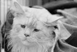preview bw
