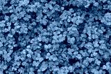 preview cold