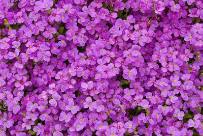 image to crop