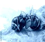 preview cold