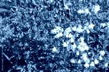 preview cold