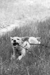preview bw