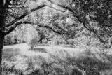 preview bw