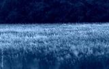 preview cold