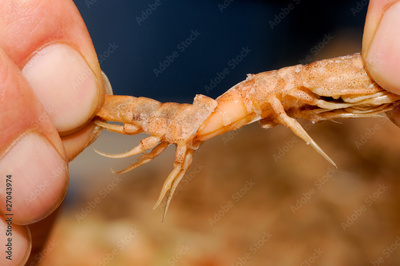 image to crop