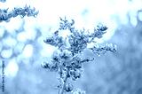 preview cold