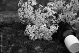 preview bw