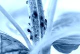 preview cold