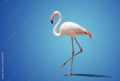 image to crop