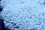 preview cold