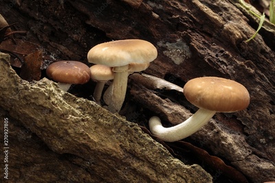 image to crop